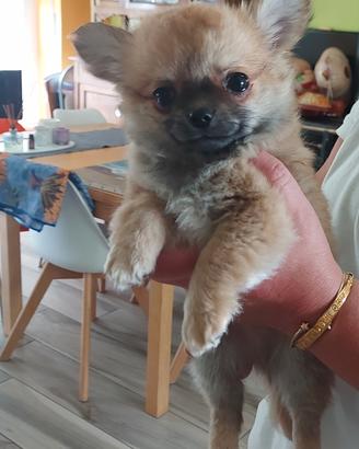 Cucciolo chihuahua