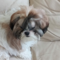 Shihtzu o shitzu