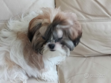 Shihtzu o shitzu