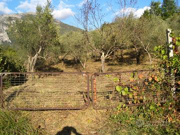 Terreno edificabile di 2000 mq ,ora oliveto