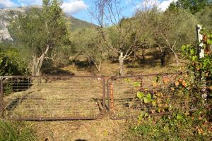 Terreno edificabile di 2000 mq ,ora oliveto