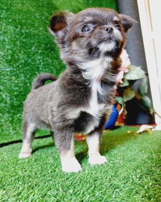 Chihuahua con pedigree ENCI