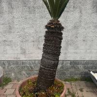 Cycas