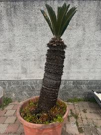 Cycas