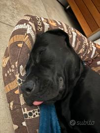 Cane corso 9 mesi