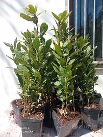 ALLORO LAURUS NOBILIS 