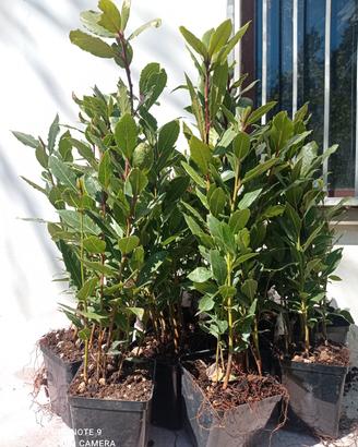 ALLORO LAURUS NOBILIS 