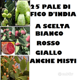 25 Pale di Fico D'india Frutti Rosso Giallo Bianco