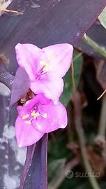 Trandescantia Pallida talee