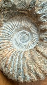 Fossile