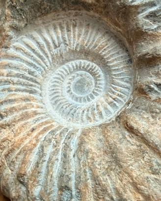 Fossile