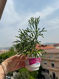 Pianta BABY Hatiora salocornioides