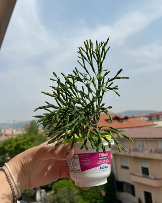 Pianta BABY Hatiora salocornioides