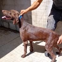 Cuccioli Cane da ferma aTedesco a pelo corto (Kurz