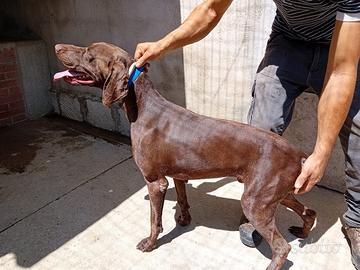 Cuccioli Cane da ferma aTedesco a pelo corto (Kurz