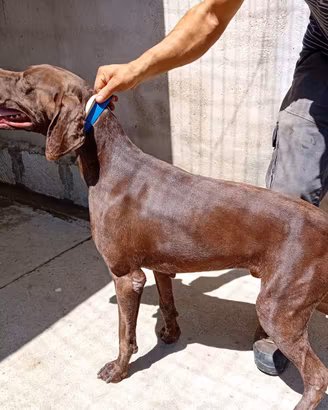 Cuccioli Cane da ferma aTedesco a pelo corto (Kurz