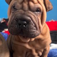 Cane shar pei