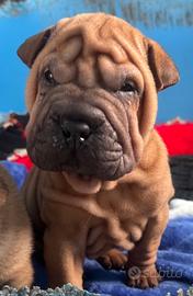 Cane shar pei