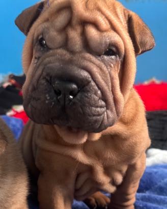 Cane shar pei