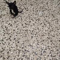 Cfrp chihuahua mini Toy con pedigree