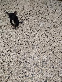 Cfrp chihuahua mini Toy con pedigree