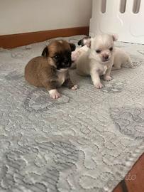 Chiwawa chiuaua
