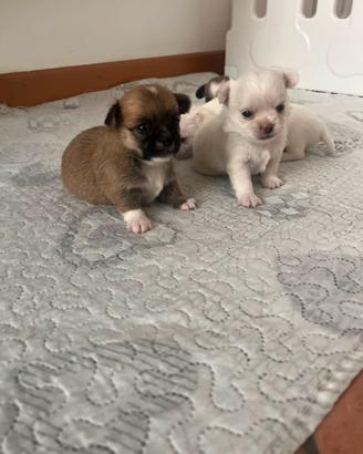 Chiwawa chiuaua