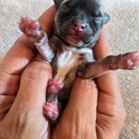 Disponibili ultimi 3 cuccioli, 2 femmine 1 maschio