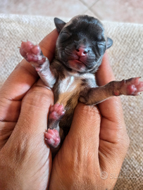 Disponibili ultimi 3 cuccioli, 2 femmine 1 maschio