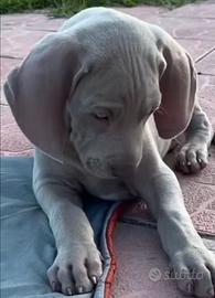 Cuccioli weimaraner con pedigree ENCI