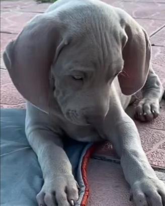 Cuccioli weimaraner con pedigree ENCI