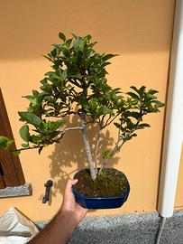 Bonsai di melo