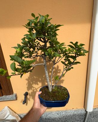 Bonsai di melo