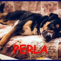 PERLA mix labrador rottweiler vive legata