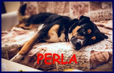 PERLA mix labrador rottweiler vive legata