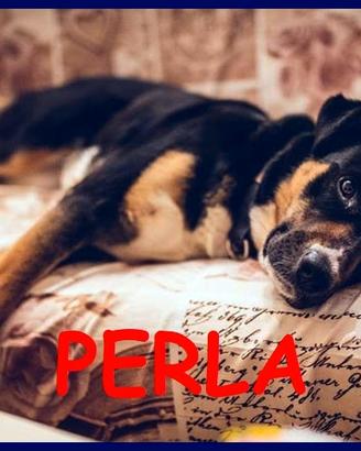 PERLA mix labrador rottweiler vive legata