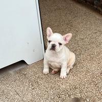 Cuccioli di bulldog francese platinum
