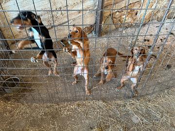 Cuccioli segugio meticcio