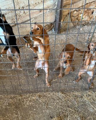 Cuccioli segugio meticcio