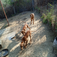 Seguci italiani a pelo raso