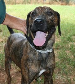 THOR mix pitbull timido