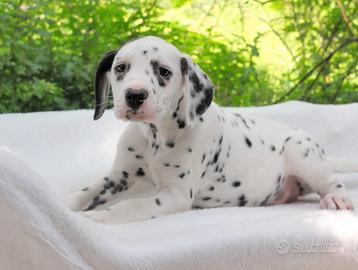 Cucciola femmina di Dalmata PEDIGREE ENCI