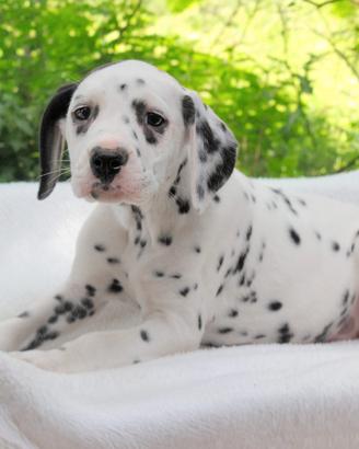 Cucciola femmina di Dalmata PEDIGREE ENCI
