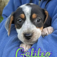 Cuccioli meravigliosi