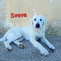 Sveva in adozione