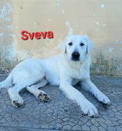 Sveva in adozione