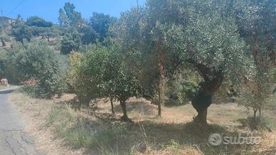 Terreno agricolo Località San Marco Acquavella
