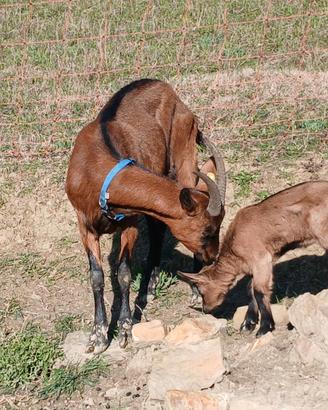 Capre in lattazione camosciate delle alpi