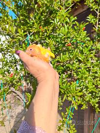 Pappagalli di inseparabili