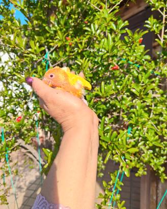 Pappagalli di inseparabili